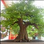 Bonsai Asem Jawa Batang Kecil